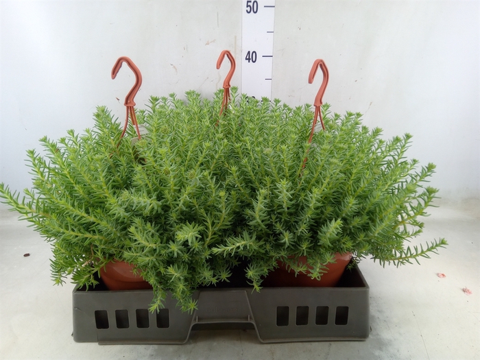 <h4>Sedum reflexum</h4>