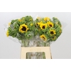 Helianthus Orange Fire