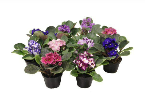 <h4>VIOLETA P11</h4>