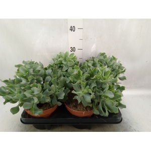 Crassula arborescens subsp. undilat