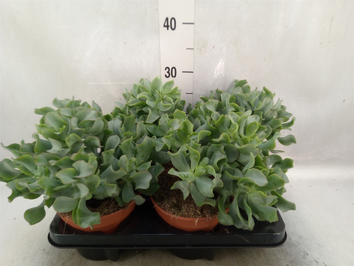 <h4>Crassula arborescens subsp. undilat</h4>