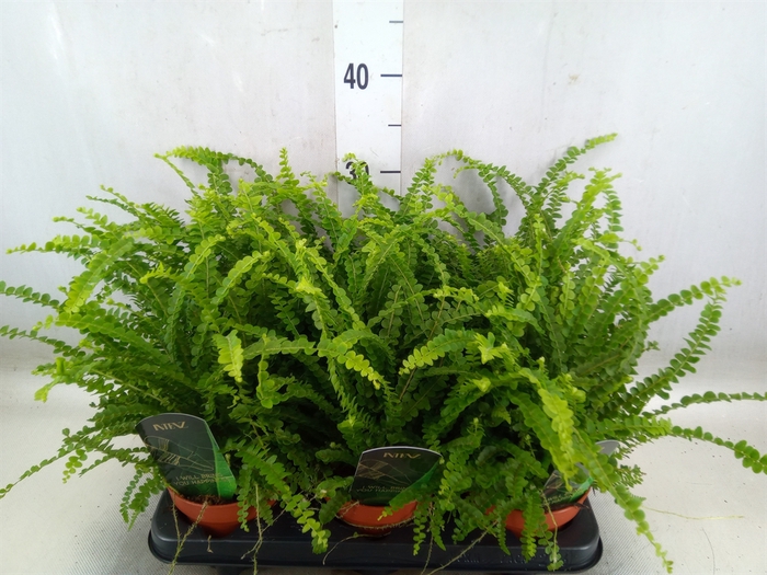 <h4>Nephrolepis cord. 'Duffii'</h4>