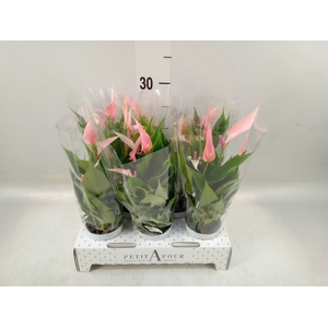 Anthurium andr. 'Lilli'