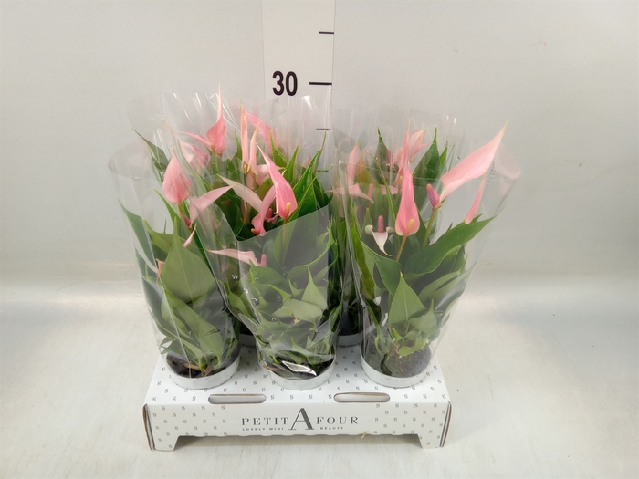 <h4>Anthurium andr. 'Lilli'</h4>