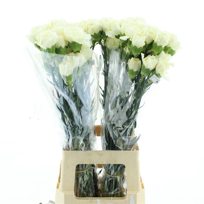 <h4>Di St Col Rodas Creme</h4>