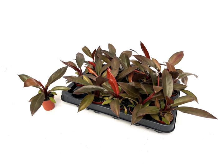 <h4>PHIL OVERIG</h4>