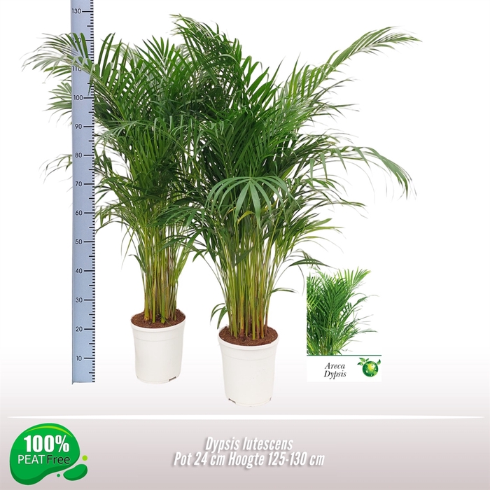 <h4>Dypsis lutescens   ...Chrysalidoca</h4>