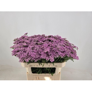 Achil M Lilac Beauty
