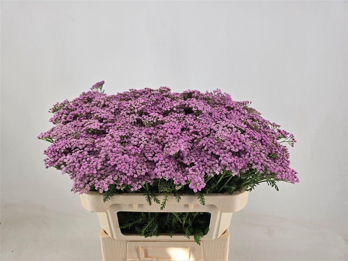 <h4>Achil M Lilac Beauty</h4>
