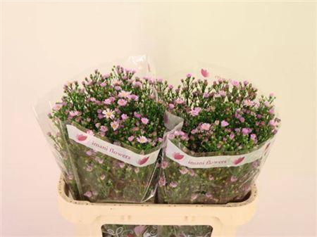 <h4>Ast Claudia</h4>