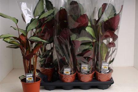 <h4>Calat Pict Argentea</h4>