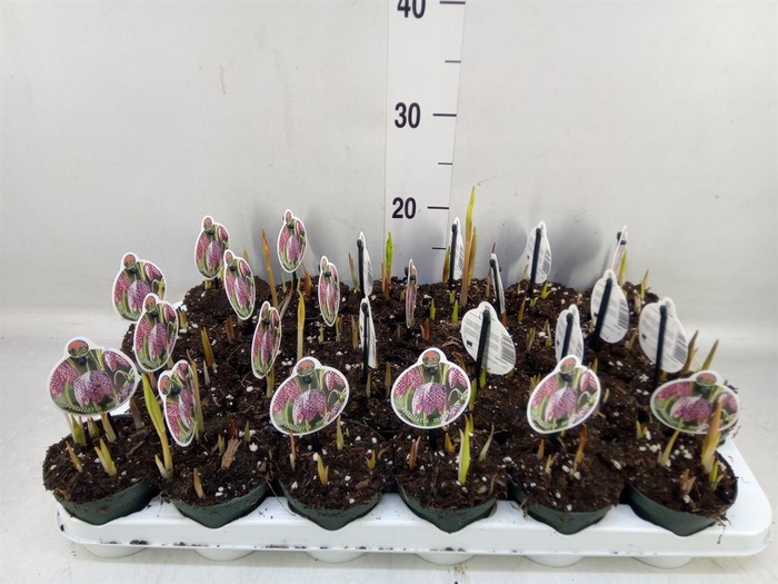 <h4>Fritillaria meleagris</h4>