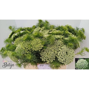 AMMI VIS CASABLANCA
