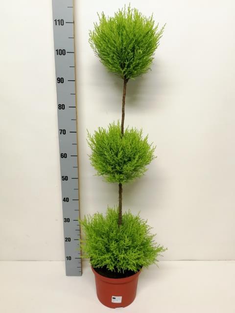 <h4>CUPRESSES GOLDCREST TRIO BOL P23 115CM</h4>