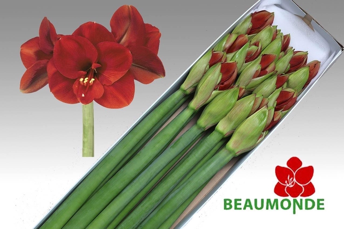 <h4>HIPP GA FERRARI</h4>