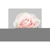 R GR PINK MONDIAL