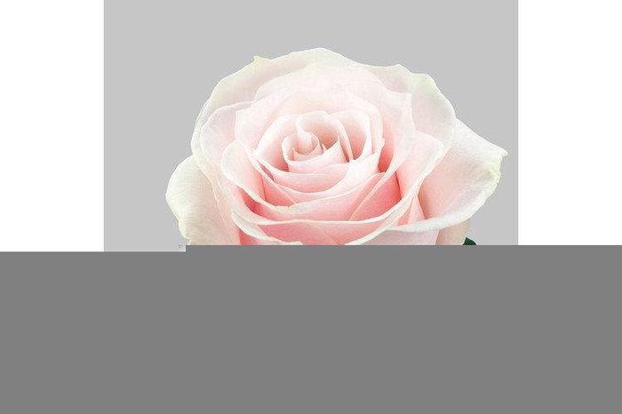 <h4>R GR PINK MONDIAL</h4>