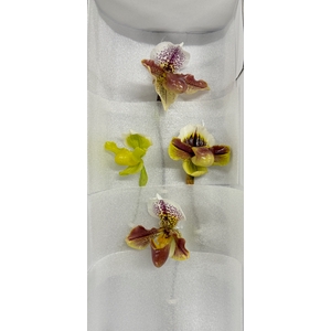 PAPHIO OV PAPHIOPEDILUM OV MIX