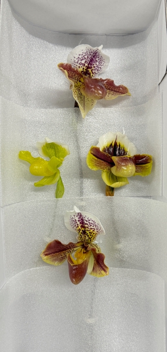 <h4>PAPHIO OV PAPHIOPEDILUM OV MIX</h4>