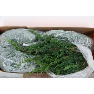 CONIFEER WISSELII PER BUNCH