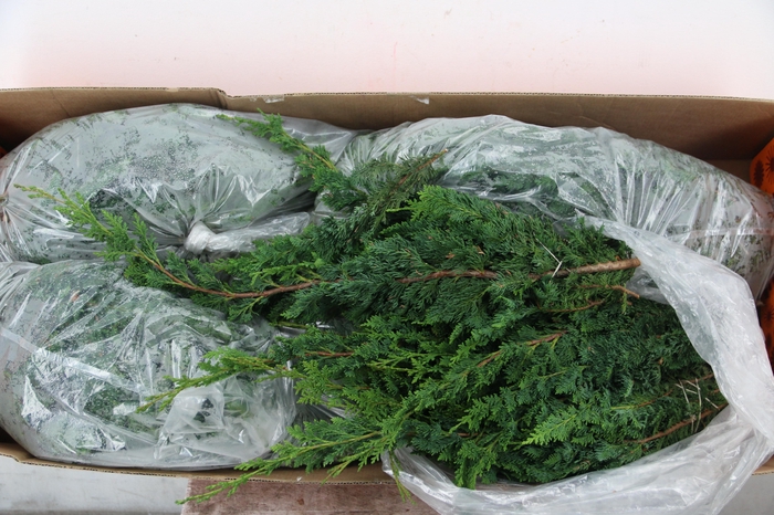 <h4>CONIFEER WISSELII PER BUNCH</h4>