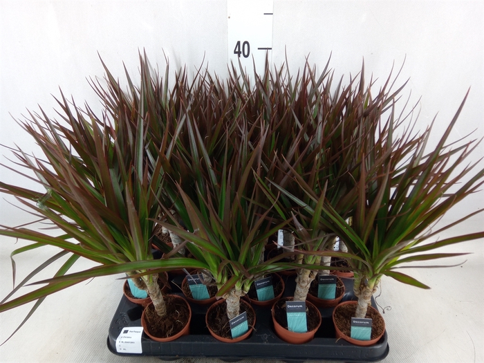 <h4>Dracaena marg. 'Magenta'</h4>