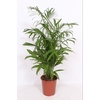 Chamaedorea Seifrizii