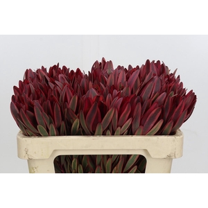 Leucadendron Jester