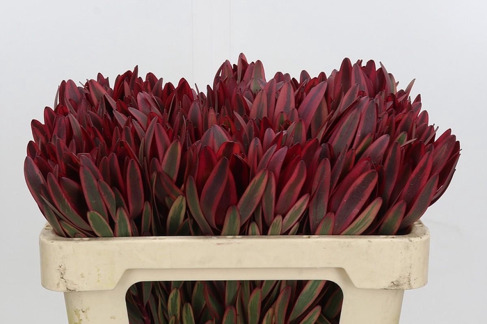 <h4>Leucadendron Jester</h4>