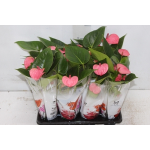 ANTHURIUM BRANCO P06