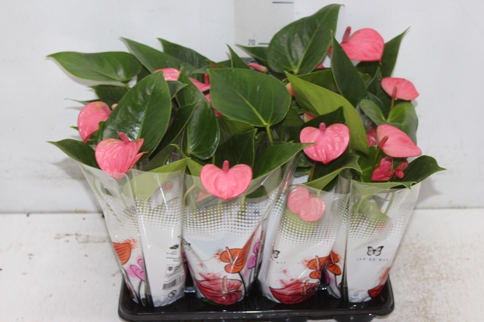 ANTHURIUM BRANCO P06