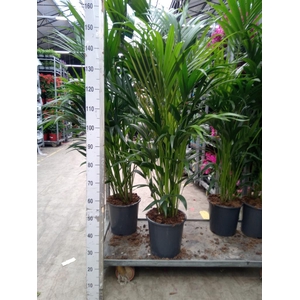 Howea forsteriana