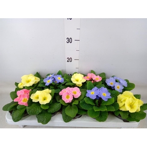 Primula ac. 'Candy'   ...mix