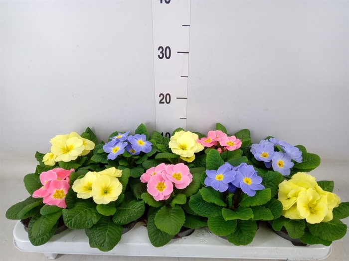 <h4>Primula ac. 'Candy'   ...mix</h4>