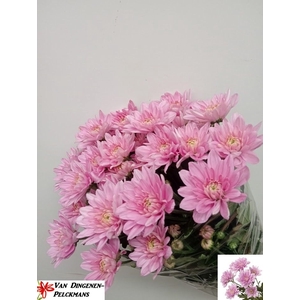 CHR T BALTICA PINK