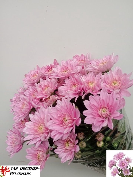 <h4>CHR T BALTICA PINK</h4>