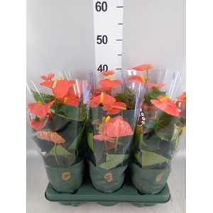 Anthurium andr. 'Orange King'