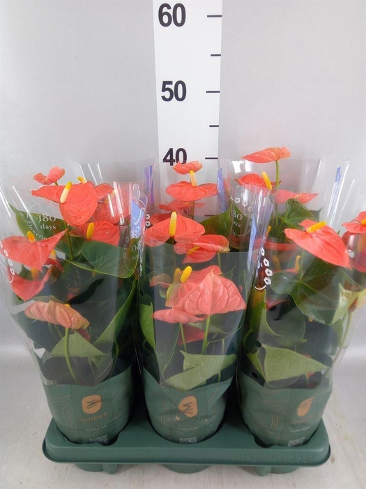 <h4>Anthurium andr. 'Orange King'</h4>