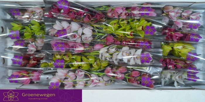 <h4>CYMB MI GEM</h4>