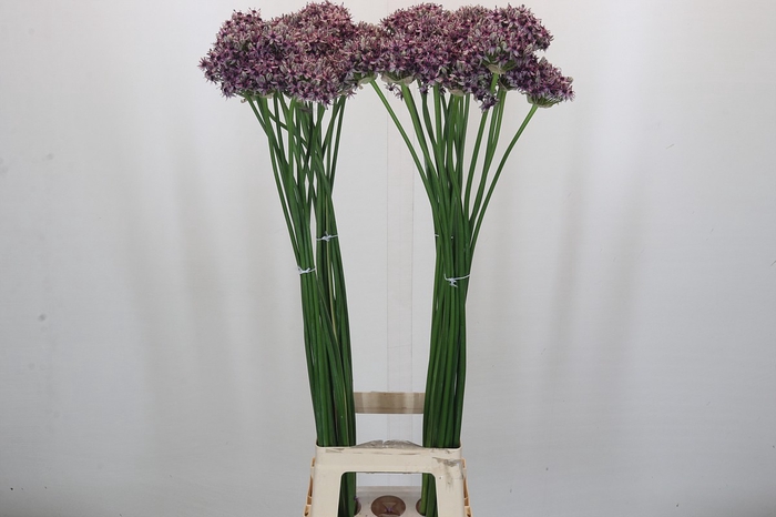 <h4>Allium Silverspring</h4>