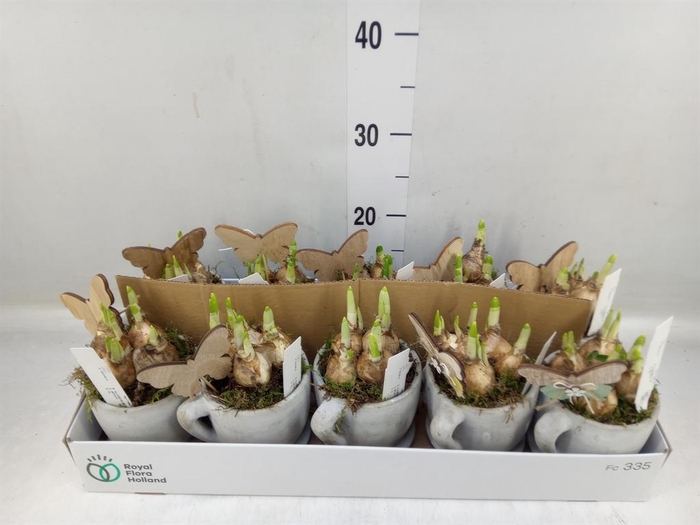 <h4>Arr. Narcissus</h4>