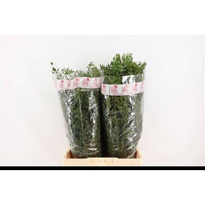 EUC PARVIFOLIA P BS