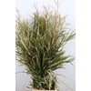 Grevillea Naturel 250gr P Bunch