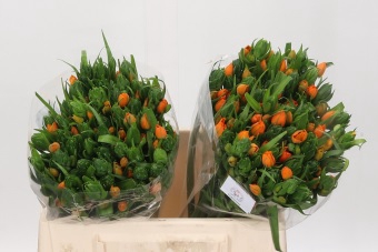 <h4>Ornithogalum Dubium Sunshine</h4>