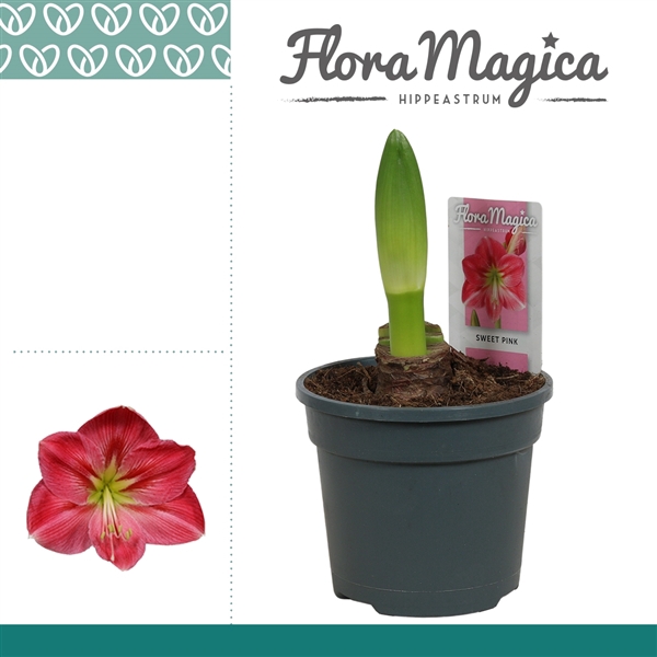 <h4>Amaryllis Sweet Pink 1 Knop</h4>
