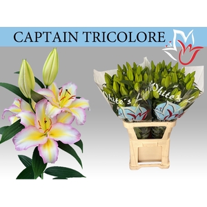 LI OR CAPT TRICOLORE