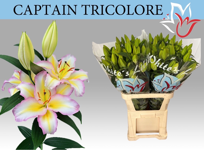 <h4>LI OR CAPT TRICOLORE</h4>