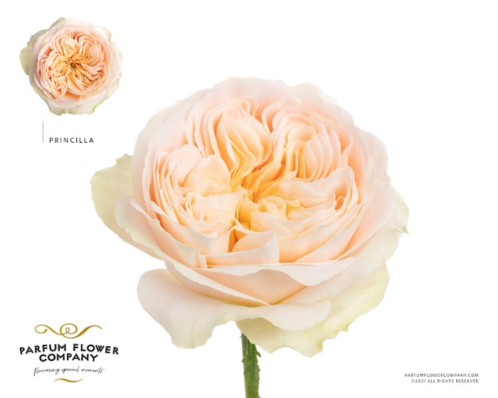 <h4>Rosa Garden Priscilla!</h4>