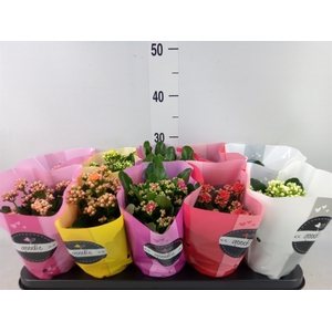 Kalanchoe blos. 'Perfecta'  ..mix 5