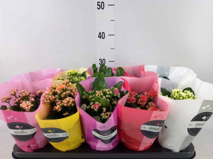<h4>Kalanchoe blos. 'Perfecta'  ..mix 5</h4>